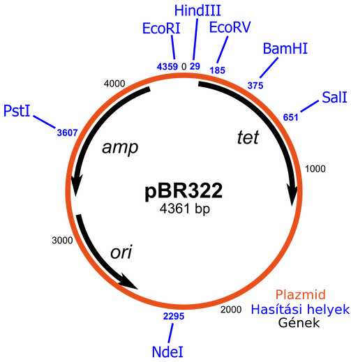 Hasítási helyek jelölése egy plazmidon